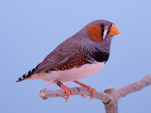 Geelsnavel grijs man P1242674